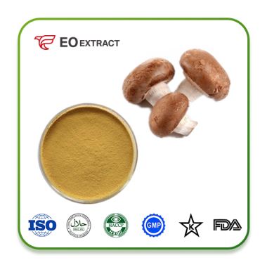 Shiitake Mushroom Extract Market 2024-2024: Evolving Growth With Latest Developments